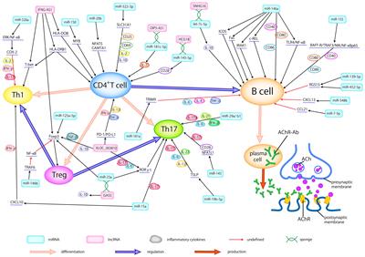 The intricate dance of non-coding RNAs in myasthenia gravis pathogenesis and treatment